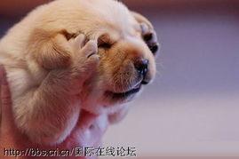 禽兽的图片,探寻动物们的神秘生活