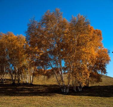 秋天的资料和图片,金黄落叶与丰收颂歌